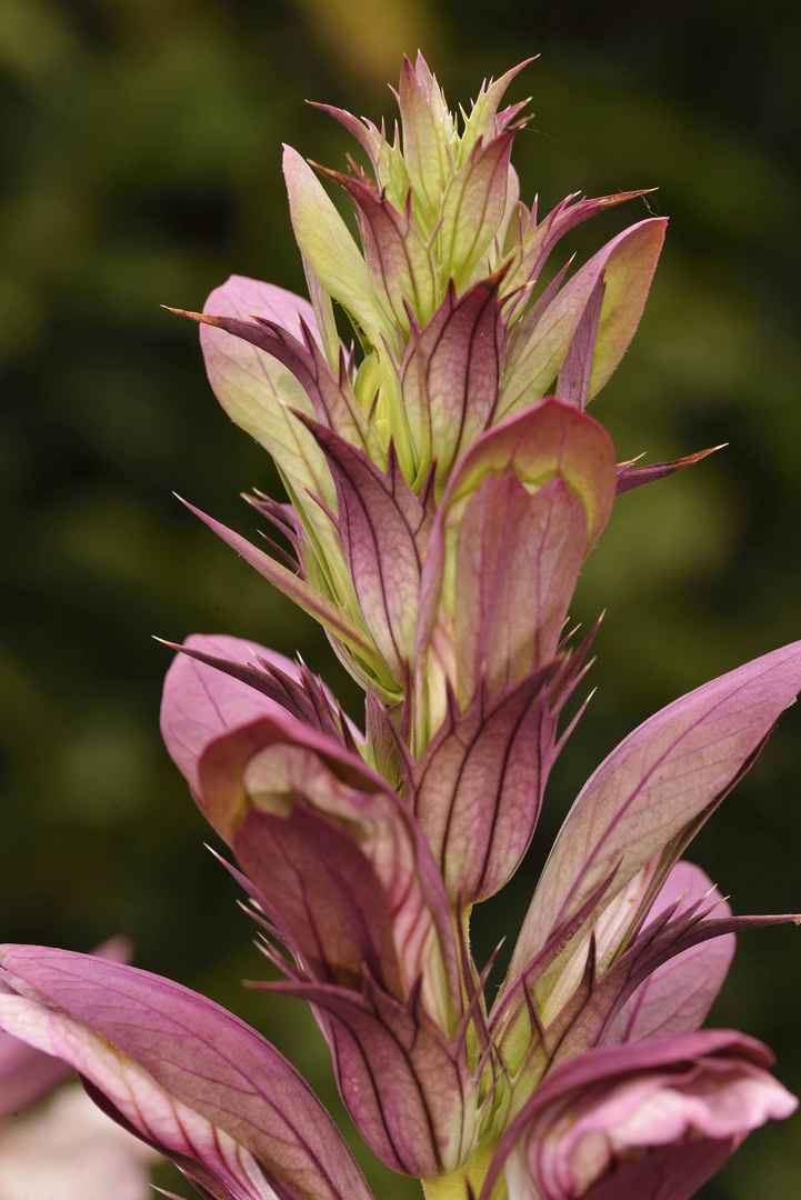 acanthus