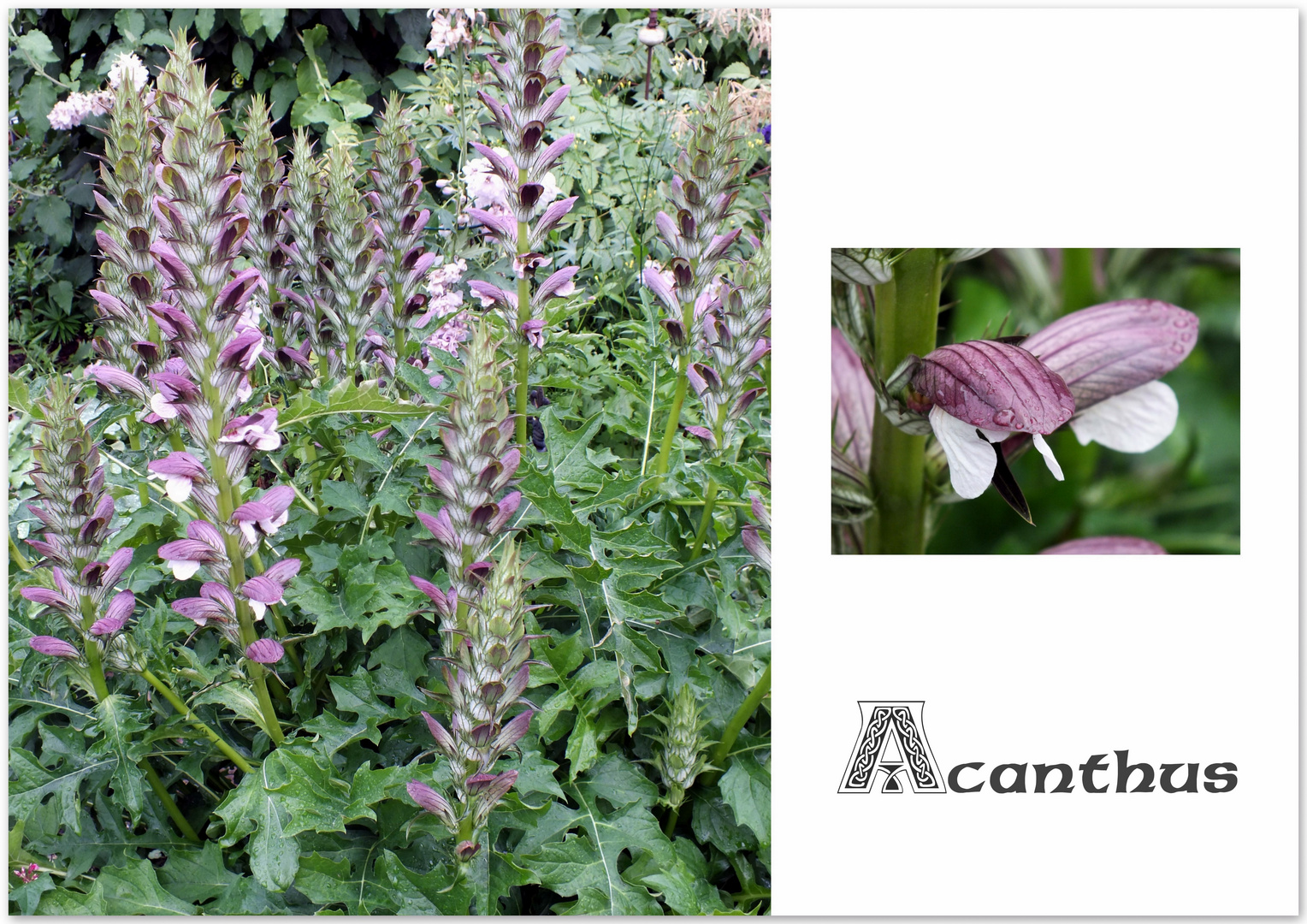 Acanthus