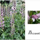 Acanthus