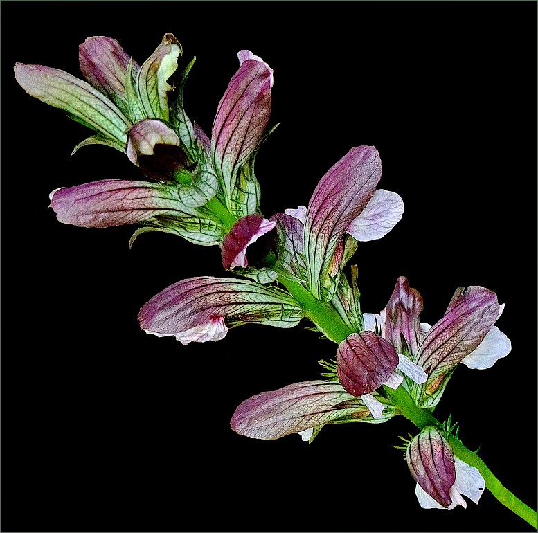 Acanthus