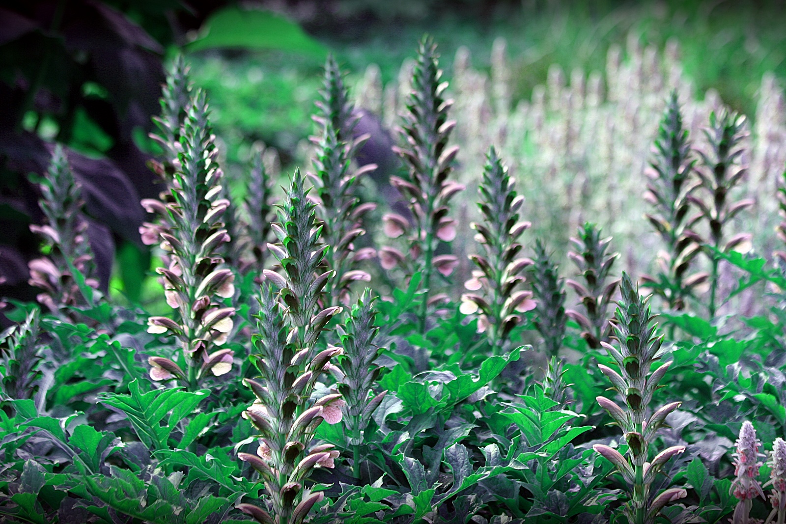 Acanthus