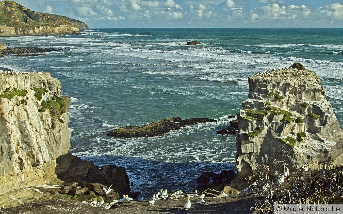 Acantilados en Muriwai Beach