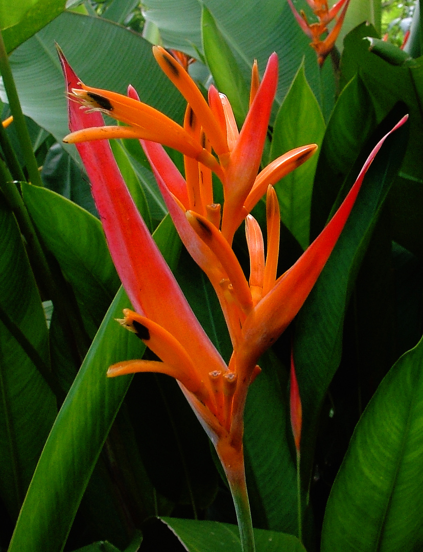 Acapulco Fiore 2