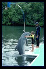 Acariciado por un delfín