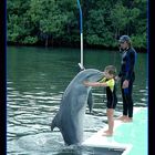 Acariciado por un delfín