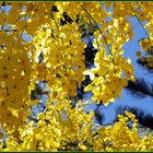 Accacia jaune (Caraganier arborescent) --  Gelbe Akkazie (caragana arborescens)