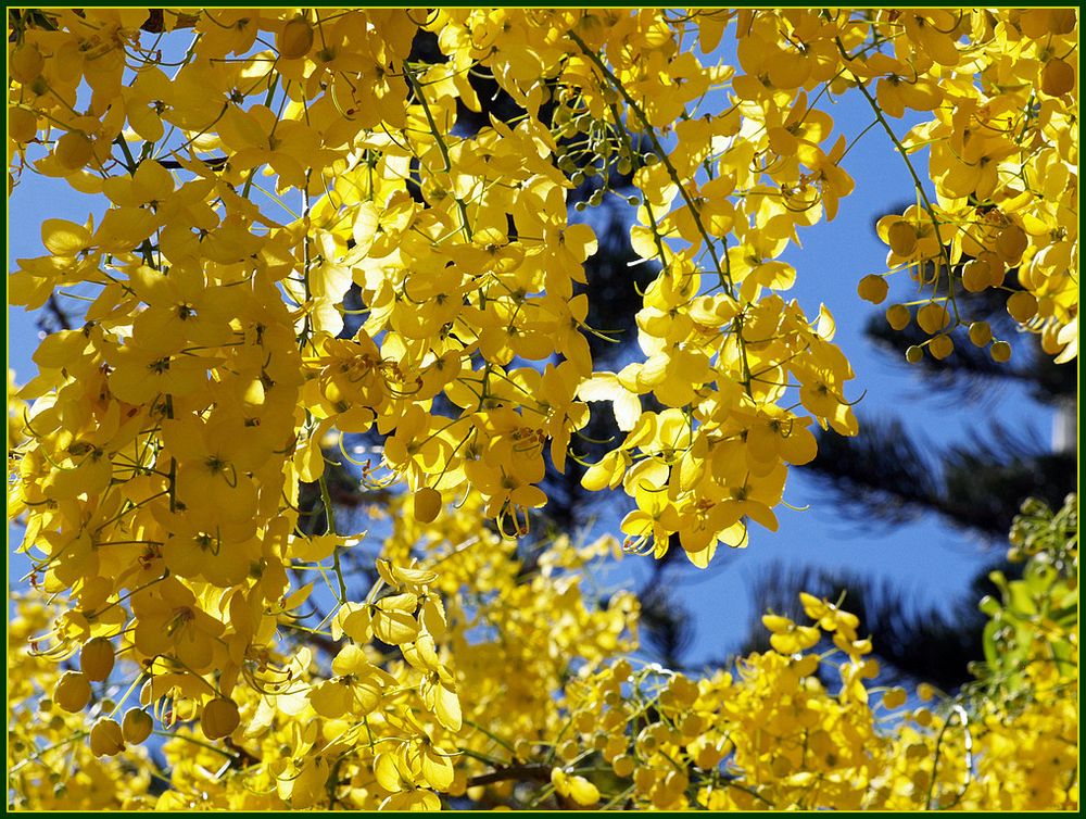 Accacia jaune (Caraganier arborescent) --  Gelbe Akkazie (caragana arborescens)