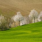 Accenni di primavera