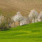 Accenni di primavera