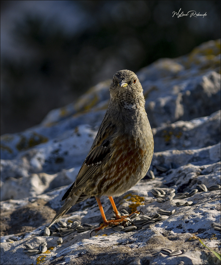 Accenteur Alpin