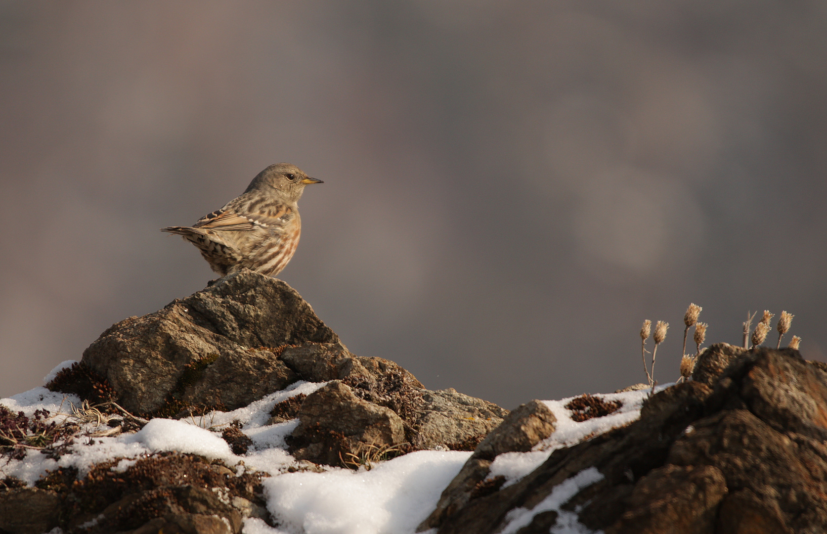 accenteur alpin ..prunella collaris