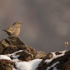 accenteur alpin ..prunella collaris