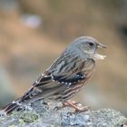 Accenteur alpin - Val Thorens - Savoie