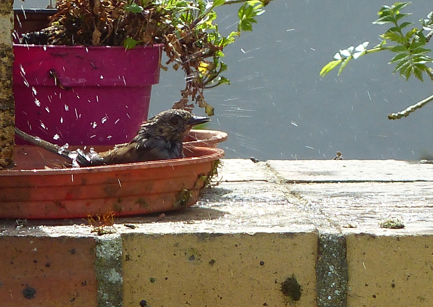 Accenteur au bain !