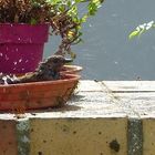 Accenteur au bain !