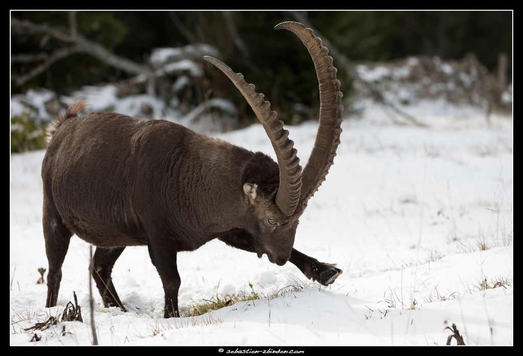 Acchmppfff, cette neige...