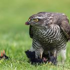 Accipiter