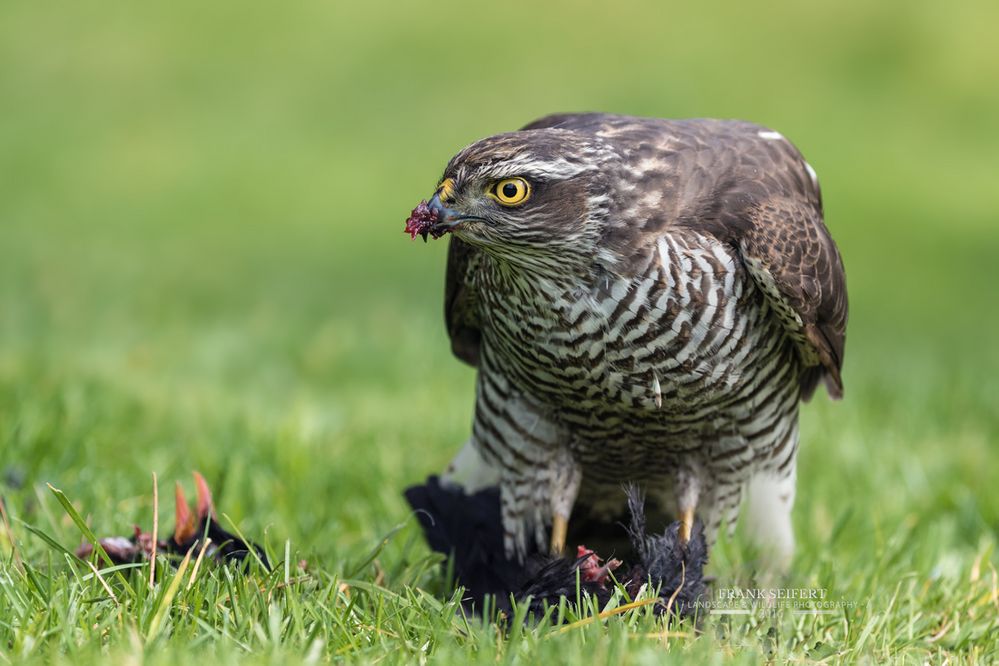 Accipiter