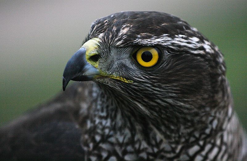 Accipiter gentilis