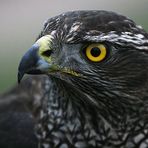 Accipiter gentilis