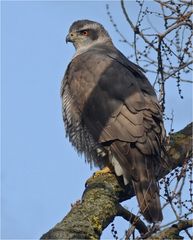 Accipiter gentilis