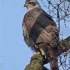 Accipiter gentilis