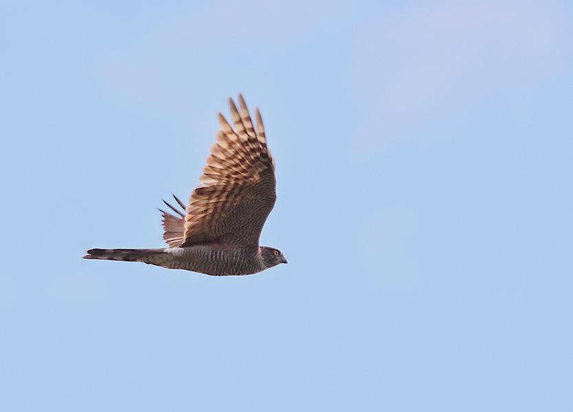 Accipiter gentilis