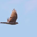 Accipiter gentilis