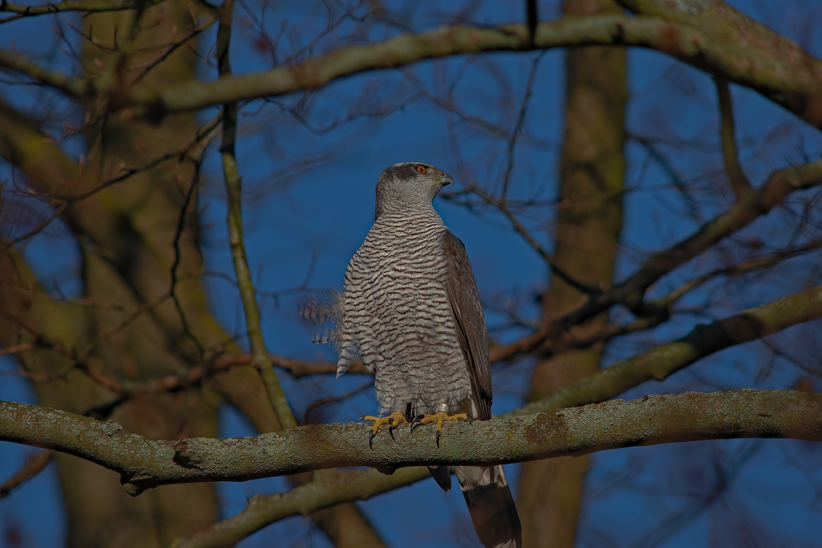 accipiter gentilis