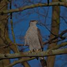 accipiter gentilis