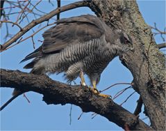 Accipiter gentilis