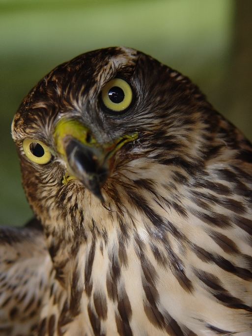 Accipiter gentilis