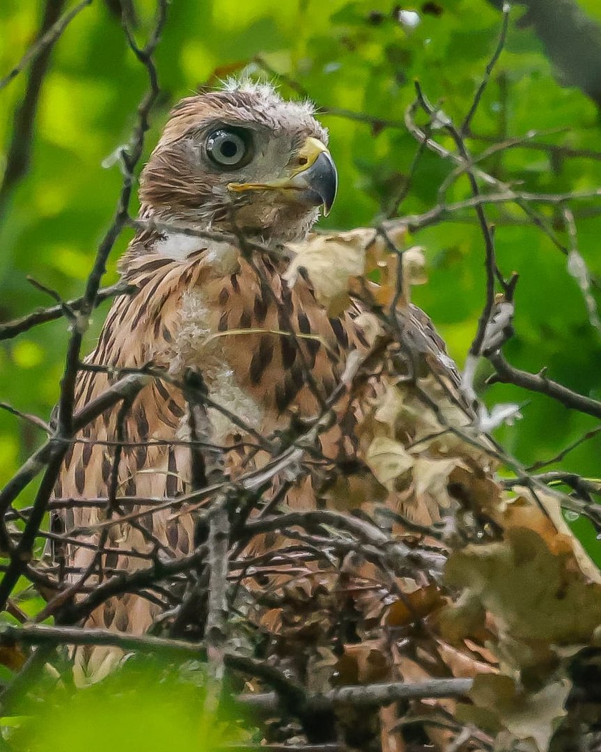 Accipiter gentilis gentilis 