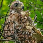 Accipiter gentilis gentilis 