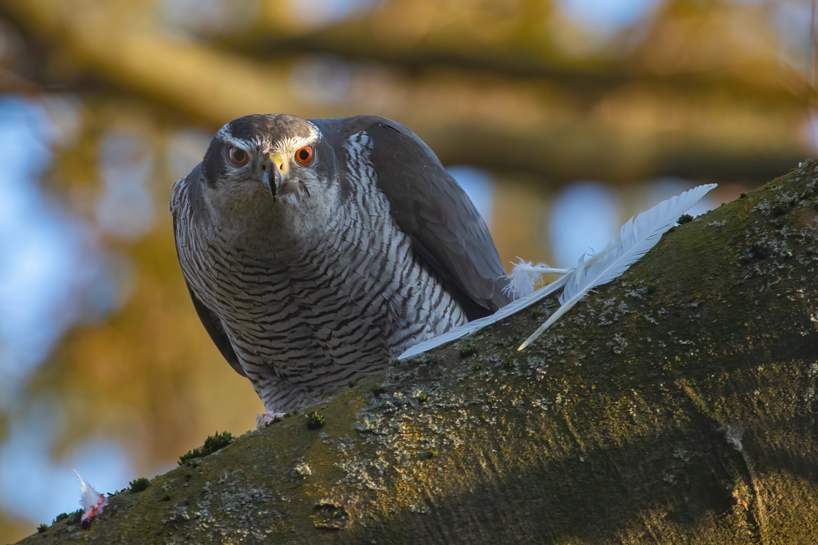 Accipiter gentilis - Habicht - beim Rupfen 