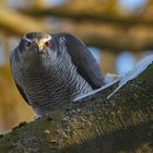 Accipiter gentilis - Habicht - beim Rupfen 