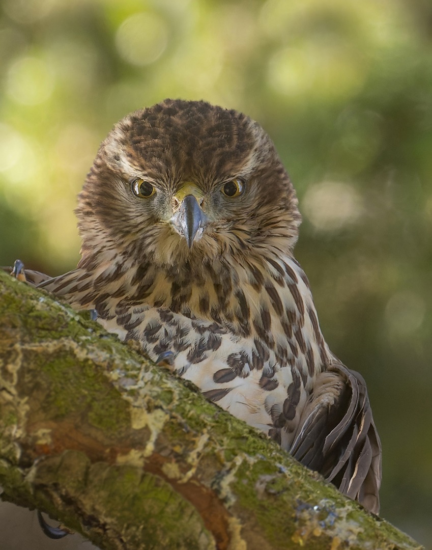 Accipiter gentilis - Habicht im Jugendkleid - Rothabicht 