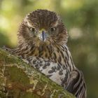 Accipiter gentilis - Habicht im Jugendkleid - Rothabicht 