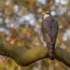 Accipiter gentilis - Habicht  im November