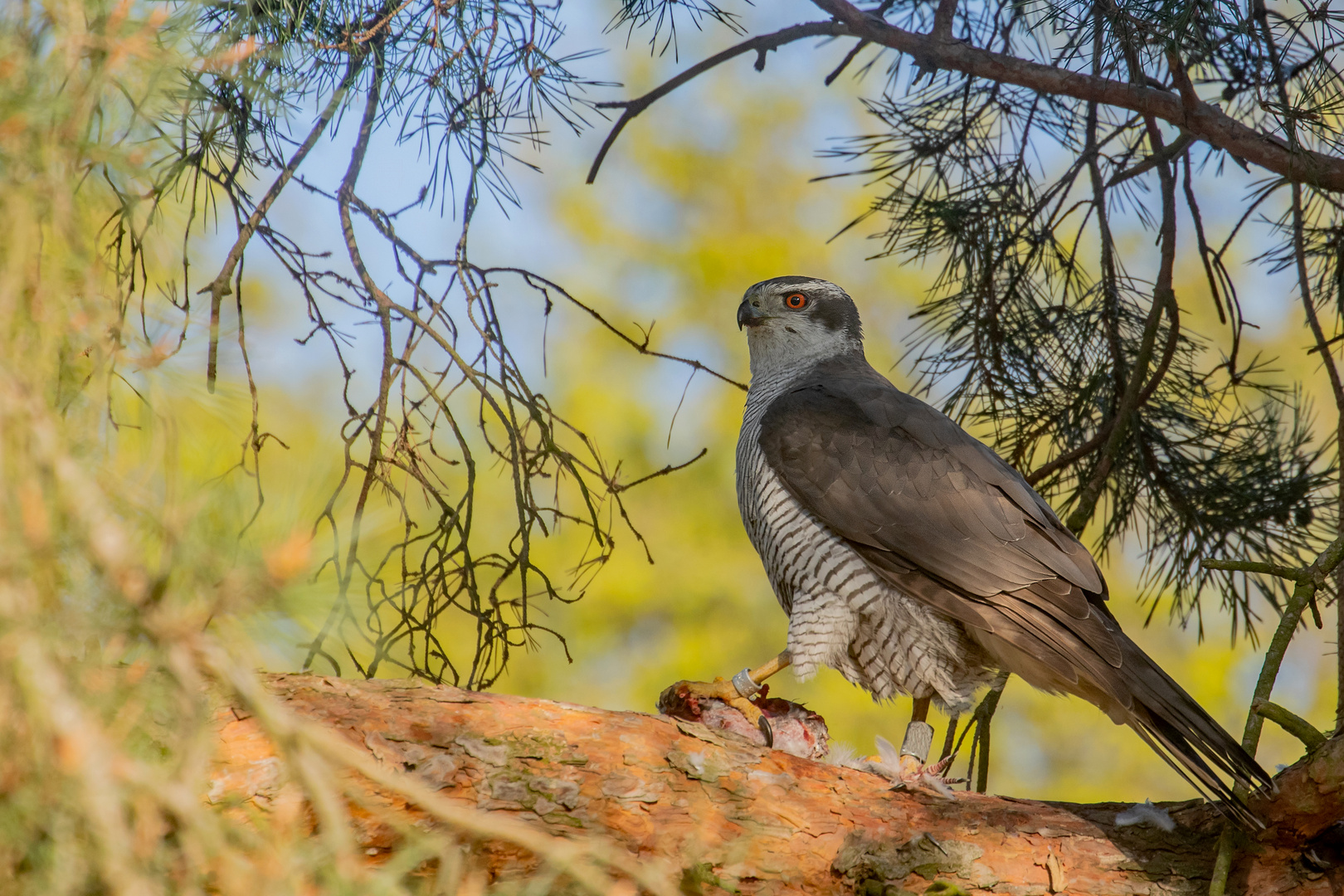 Accipiter gentilis - Habicht mit Beute 