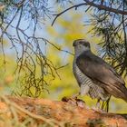 Accipiter gentilis - Habicht mit Beute 