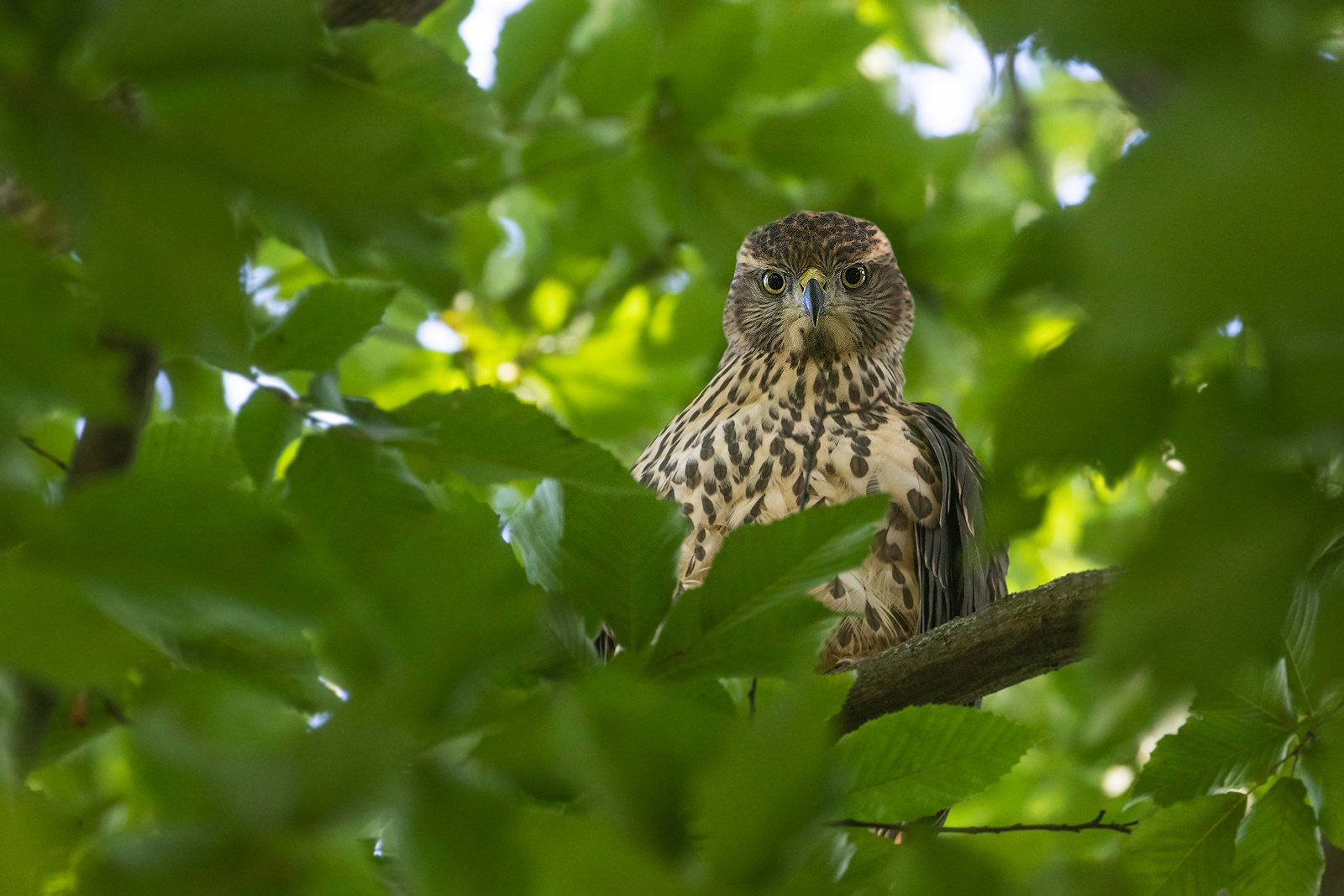 Accipiter gentilis - Rothabicht