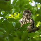 Accipiter gentilis - Rothabicht