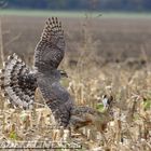 Accipiter hunts jackrabbit