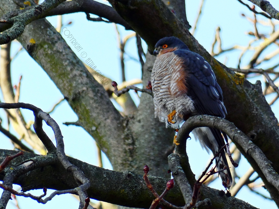 Accipiter nisus (2)