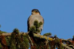 Accipiter nisus