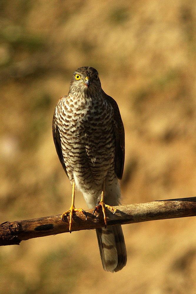 Accipiter nisus?