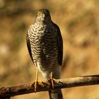 Accipiter nisus?