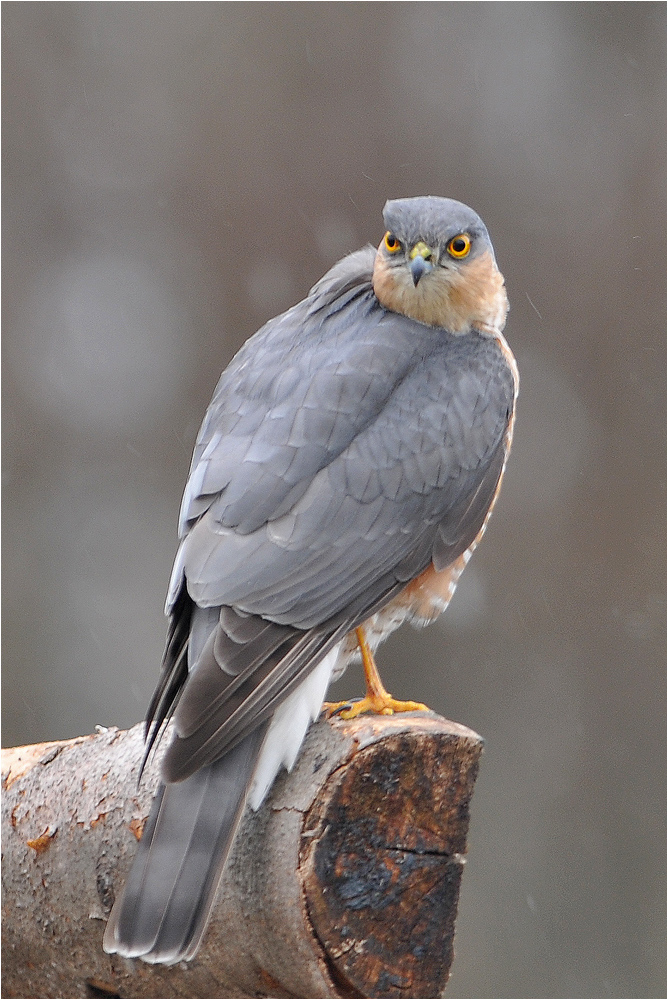 Accipiter nisus