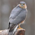 Accipiter nisus